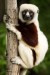 lemur-1794519_1280
