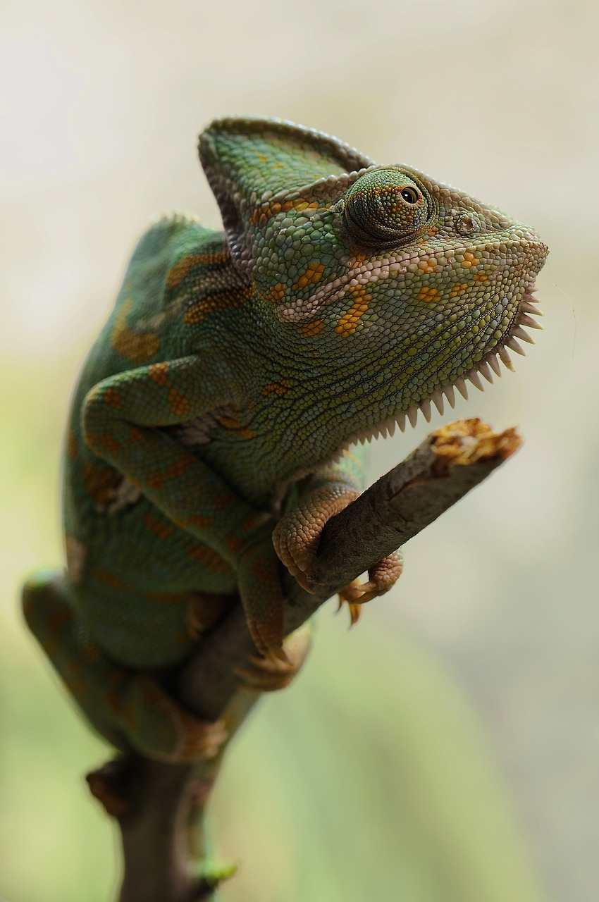 chameleon-233095_1280